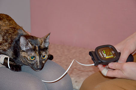 Измерение кровяного давления ветеринарным тонометром petMap